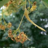 Tilia cordata. Соплодие с незрелыми плодами (видны усыхающие тычинки и лепестки). Челябинская обл., г. Челябинск, парк Алое поле. 06.07.2014.