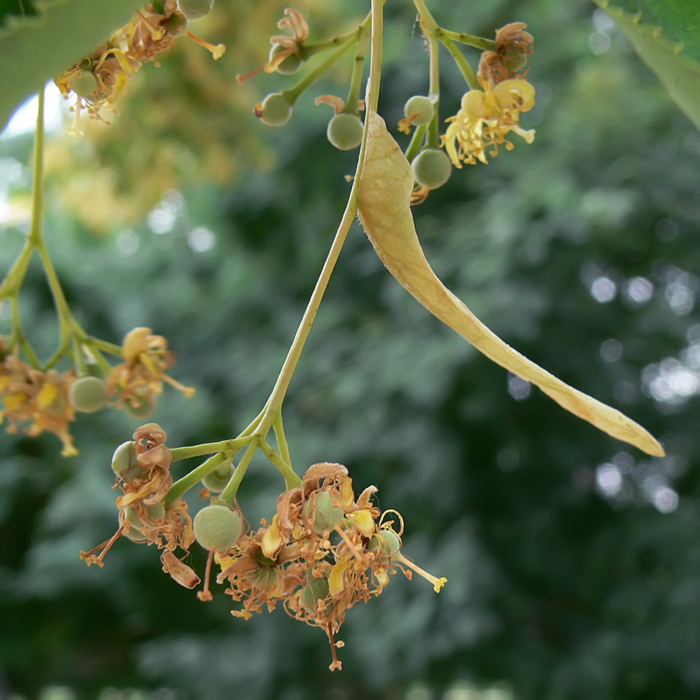 Изображение особи Tilia cordata.