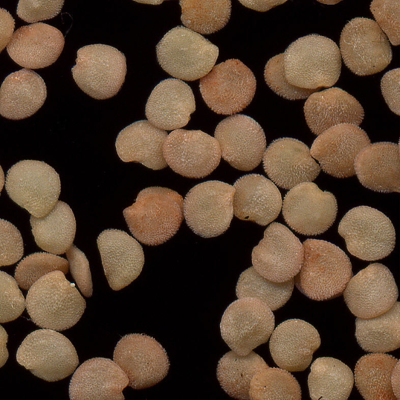 Image of Solanum dulcamara specimen.