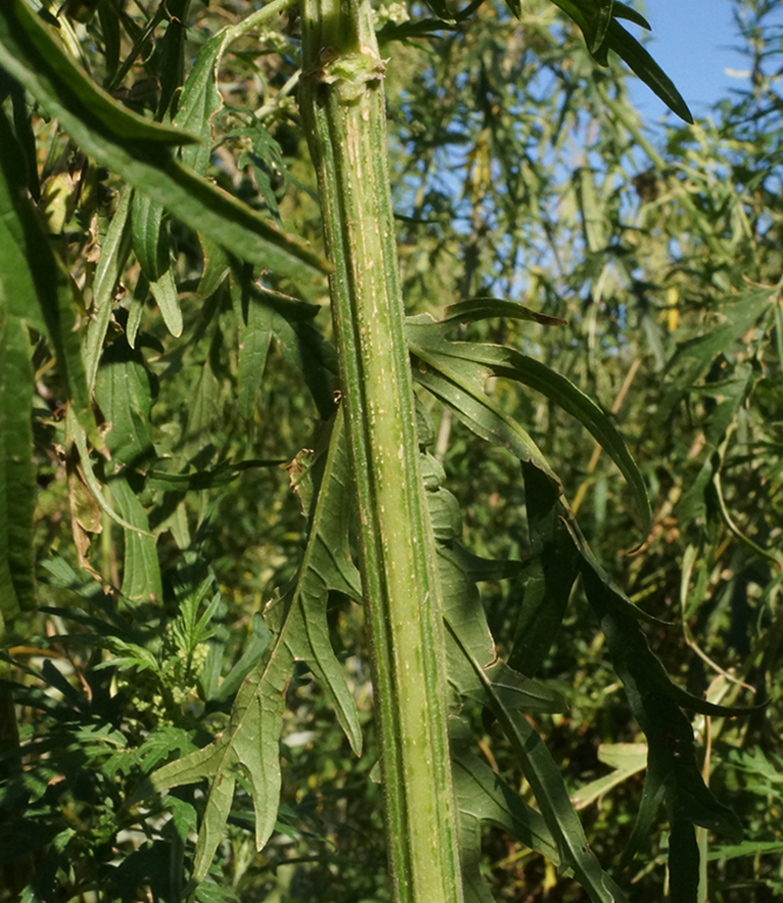 Image of Urtica cannabina specimen.