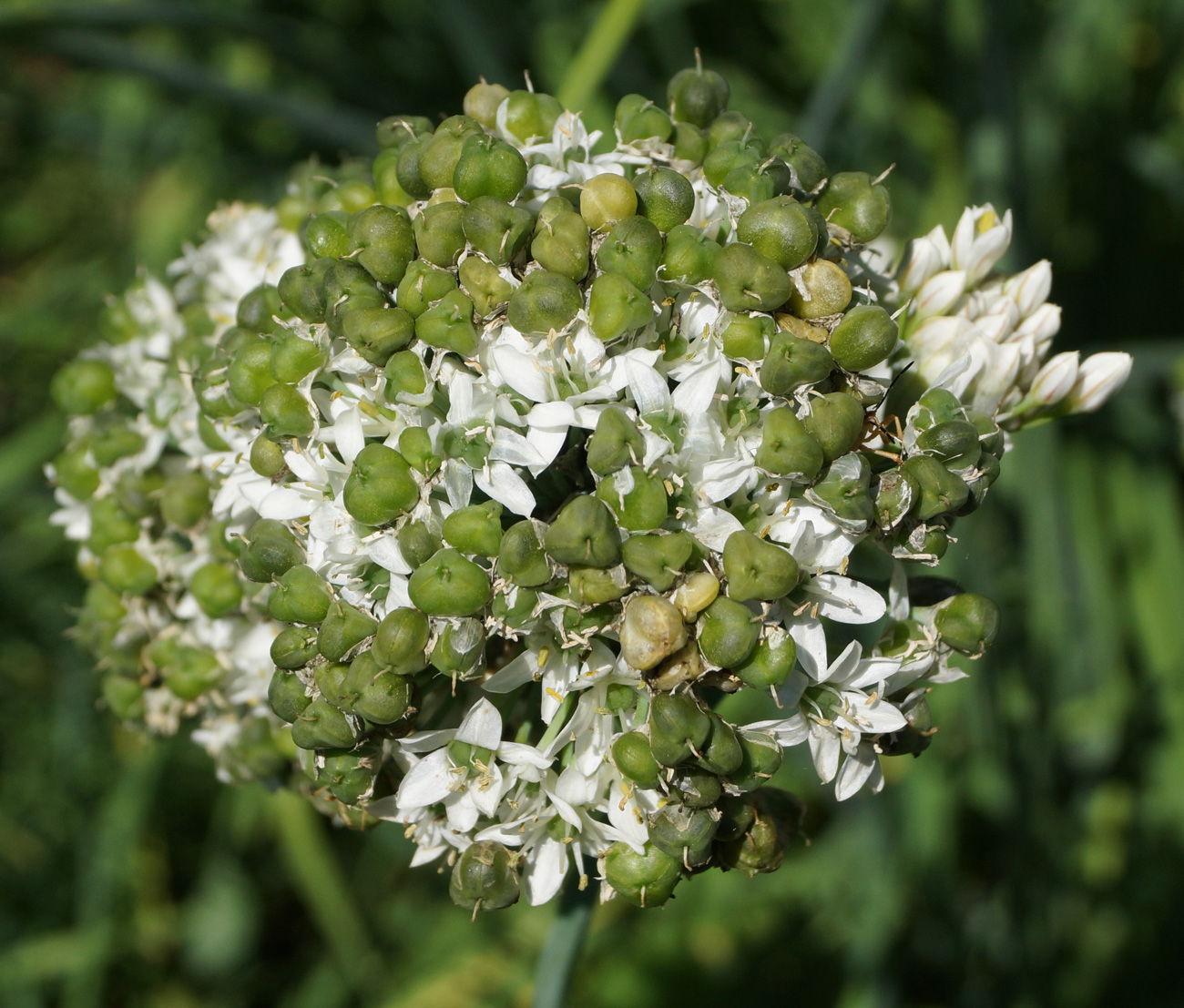 Изображение особи Allium ramosum.