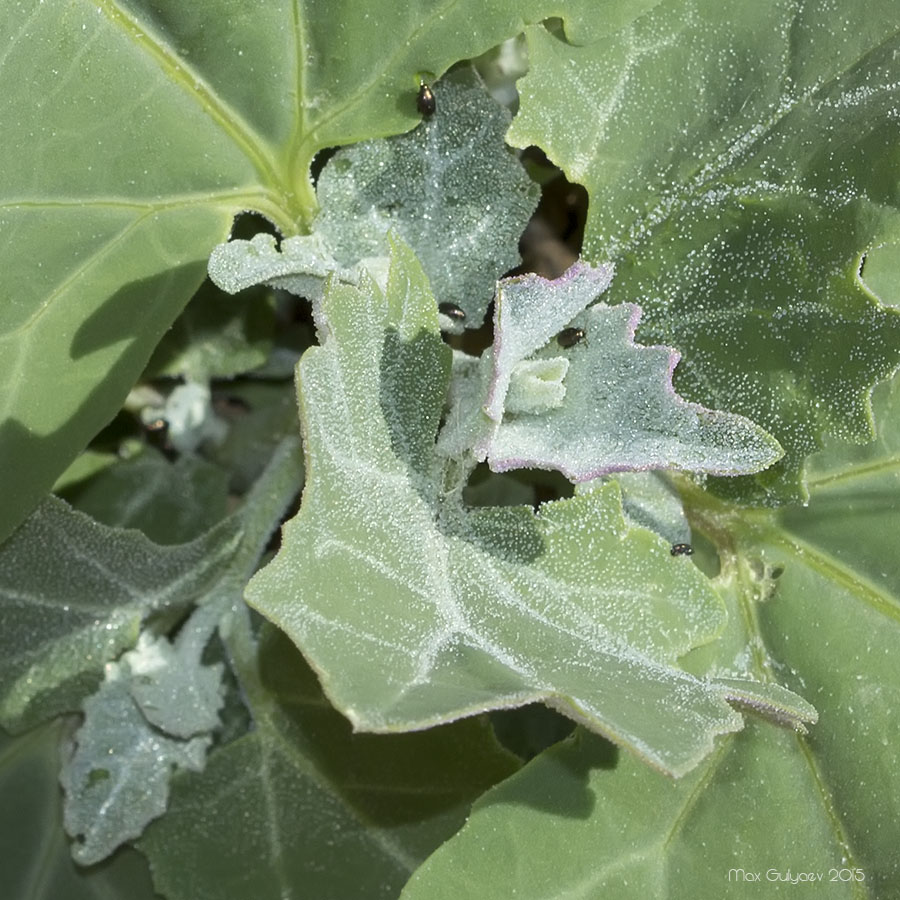 Image of genus Atriplex specimen.