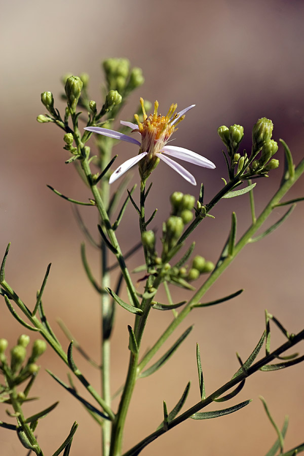 Image of Galatella coriacea specimen.