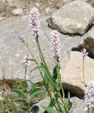 Bistorta officinalis. Верхушка цветущего растения. Якутия (Саха), Нерюнгринский р-н, перевал Тит. 26.06.2008.