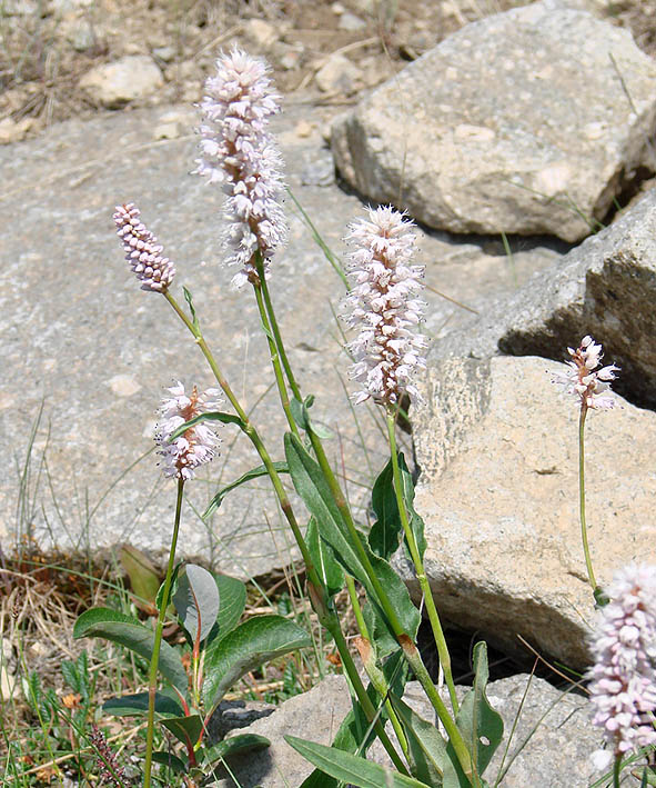 Изображение особи Bistorta officinalis.