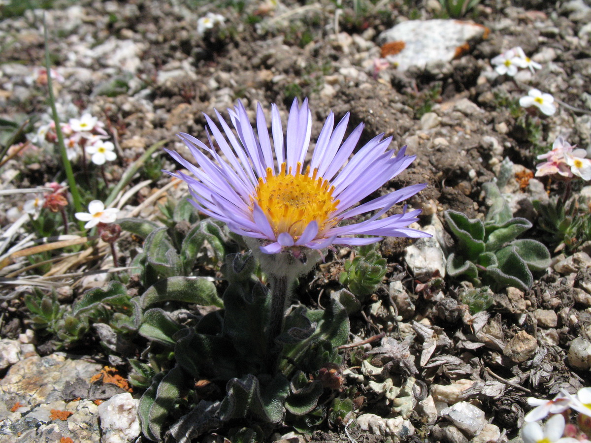 Изображение особи Erigeron heterochaeta.