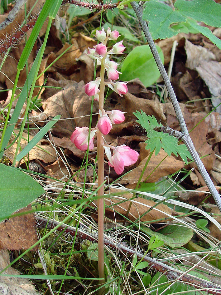 Изображение особи Pyrola incarnata.