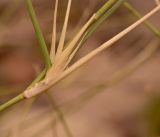 Panicum turgidum