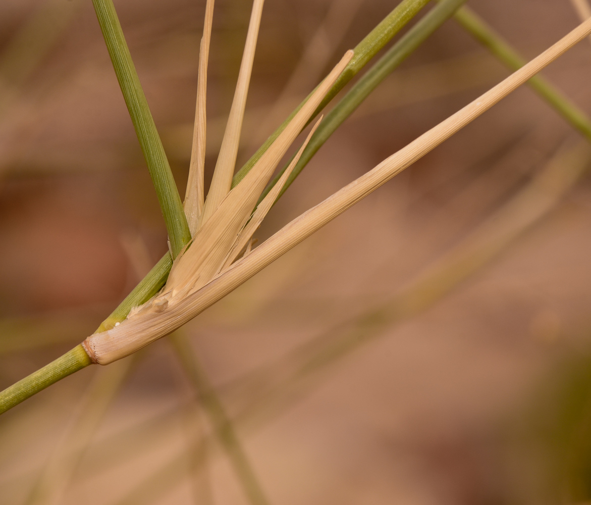 Изображение особи Panicum turgidum.