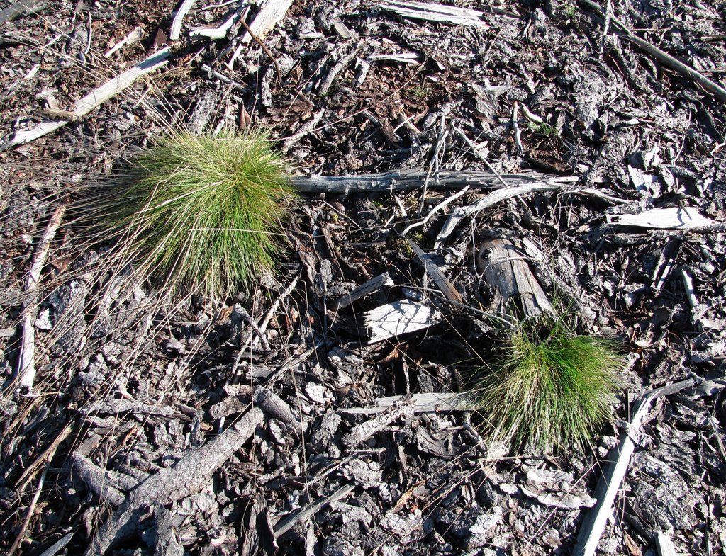 Image of Avenella flexuosa specimen.