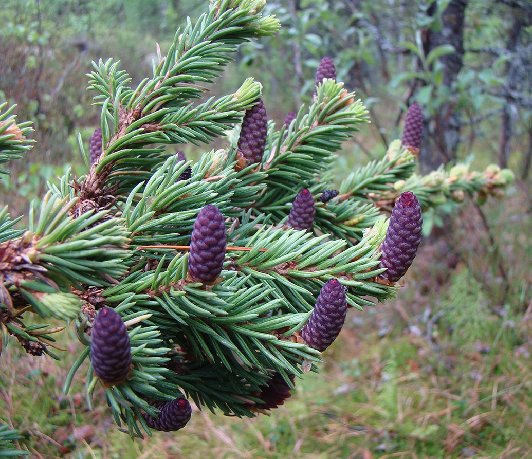 Сибирские хвойные. Ель Сибирская (Pícea obovаta). Ель Сибирская (Picea obovata Ledeb. ). Ель Сибирская шишечки. Picea obovata хвоя.