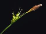Carex longirostrata