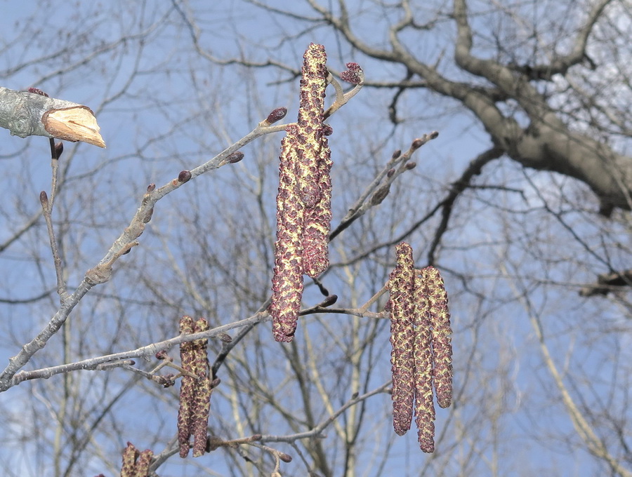 Image of Alnus hirsuta specimen.