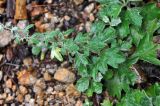 Artemisia saitoana