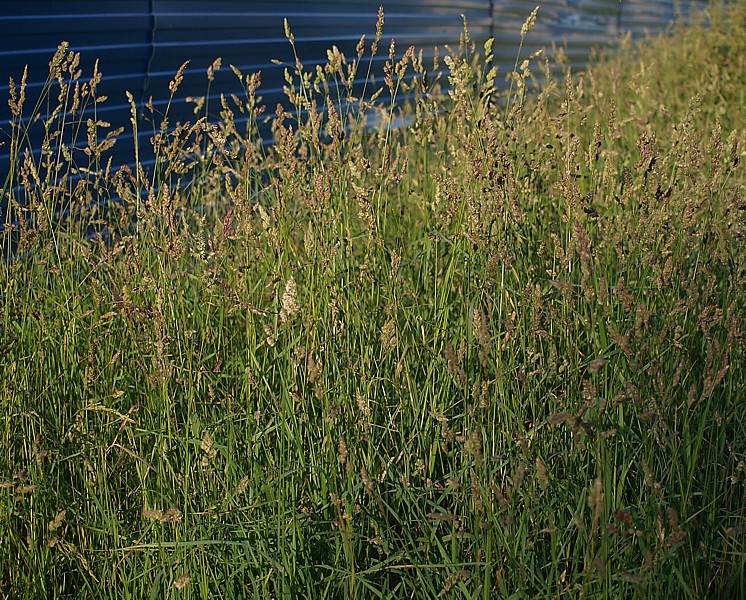 Изображение особи Dactylis glomerata.