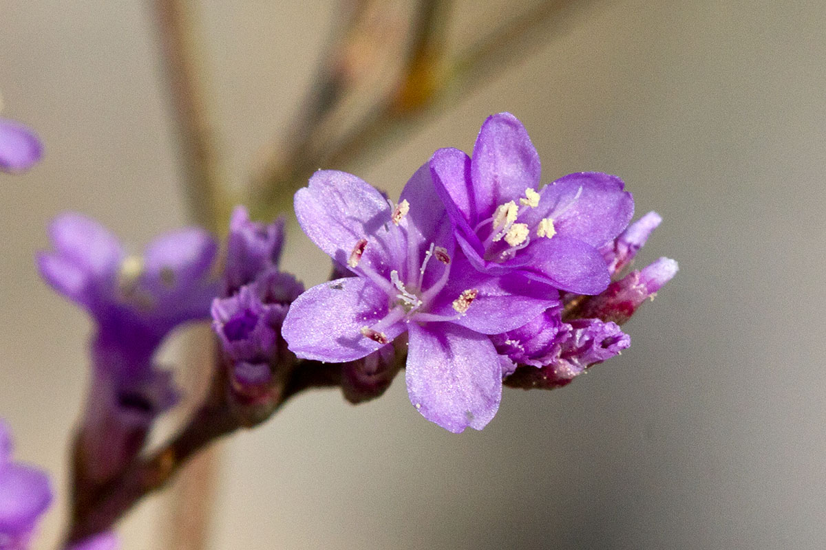 Image of Limonium narbonense specimen.