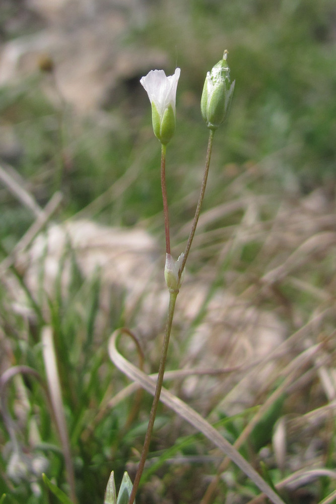 Image of Holosteum marginatum specimen.