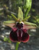 Ophrys mammosa. Цветок. Крым, окр. с. Терновка, редколесье из дуба и можжевельника колючего. 2 мая 2016 г.