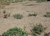 Plantago coronopus