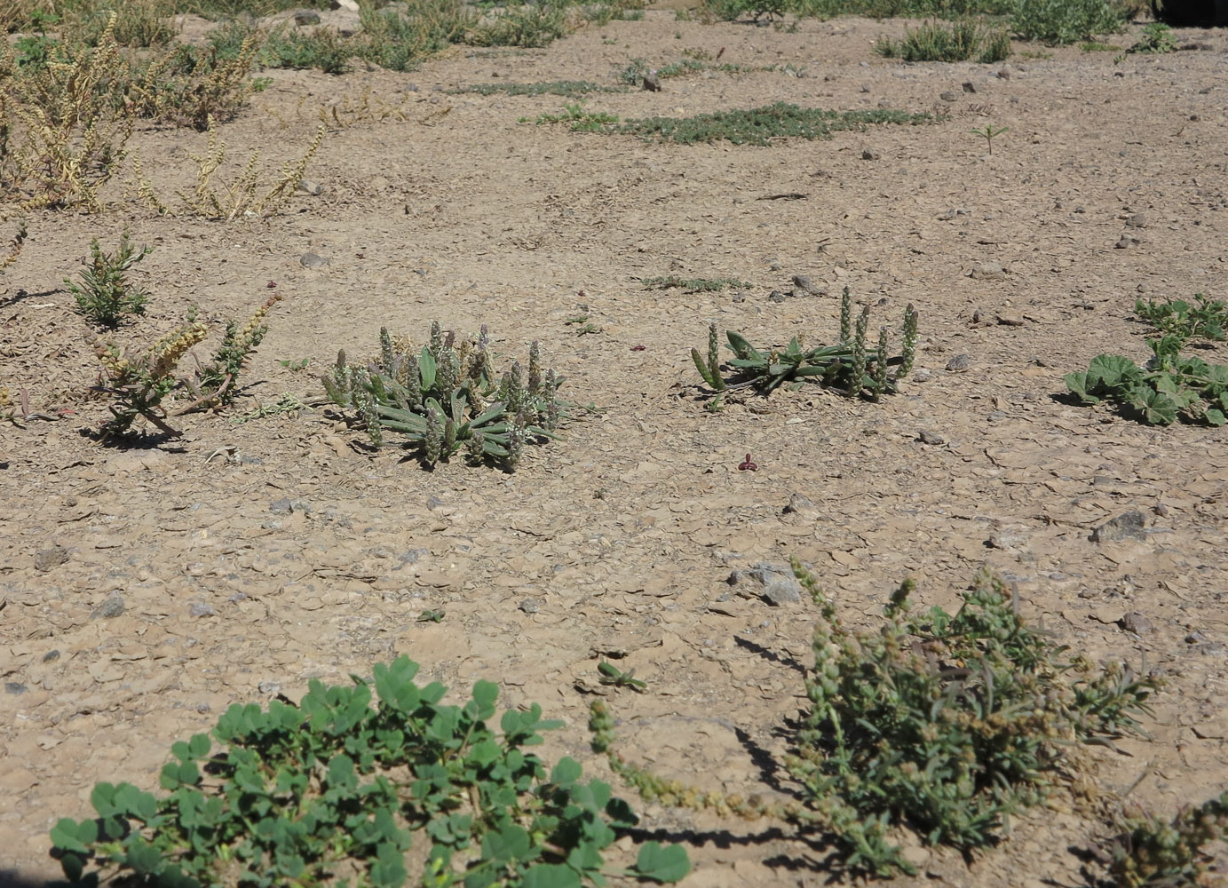 Image of Plantago coronopus specimen.