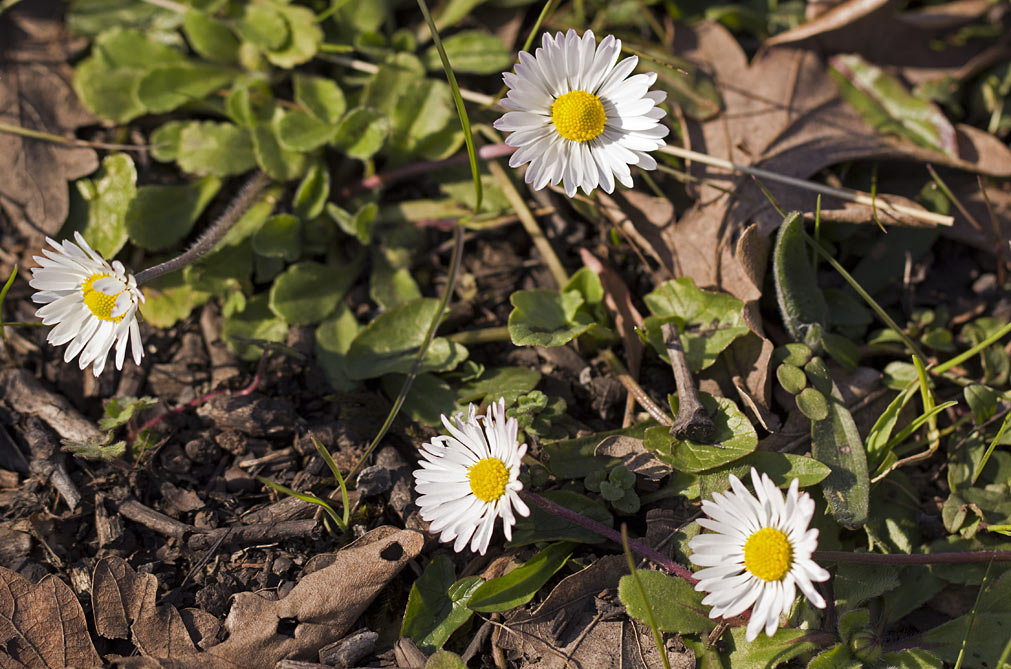 Изображение особи Bellis annua.