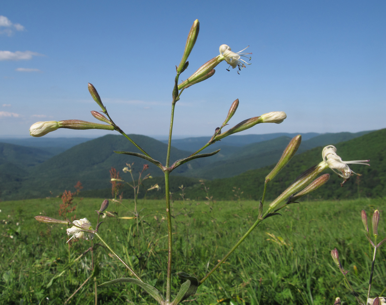 Изображение особи Silene italica.