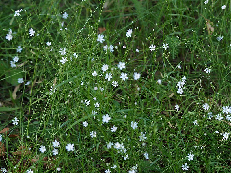 Image of Stellaria graminea specimen.