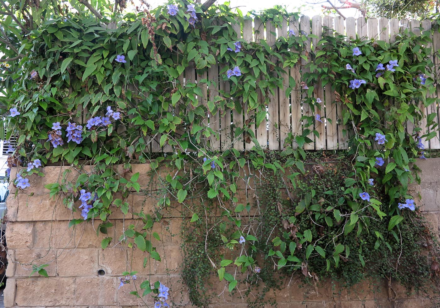 Image of Thunbergia laurifolia specimen.