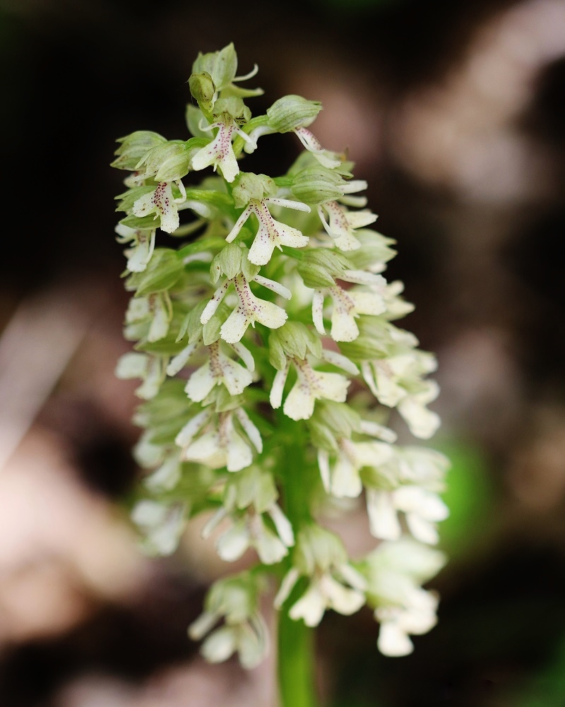 Image of Orchis punctulata ssp. adenocheila specimen.