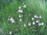 Aquilegia vulgaris. Цветущие растения. Тверь, мкр-н Южный, пустырь. 01.06.2016.