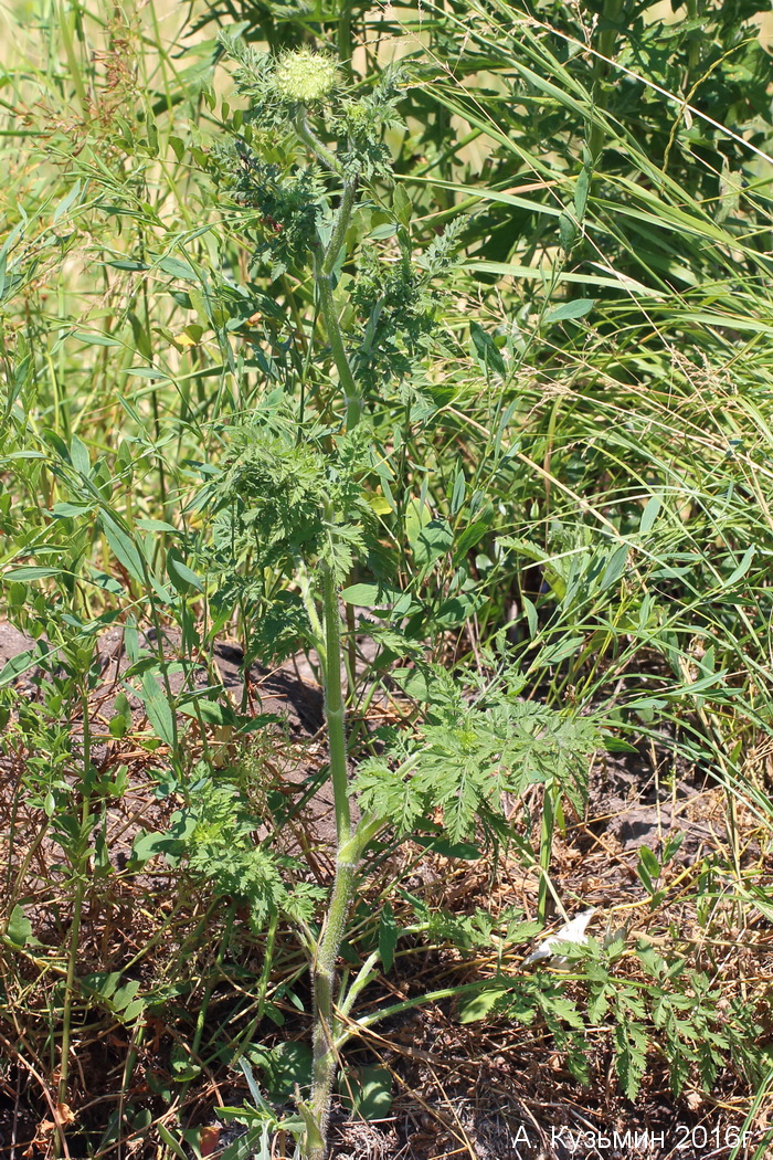 Image of Daucus carota specimen.