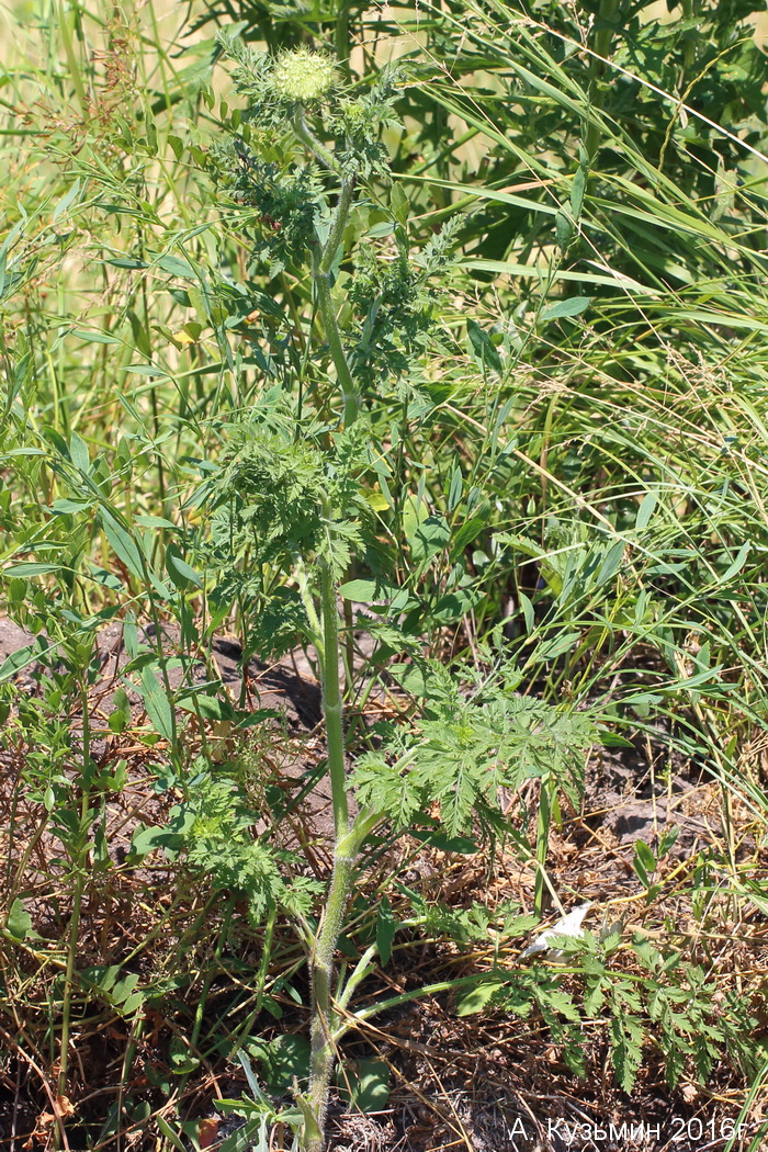 Изображение особи Daucus carota.