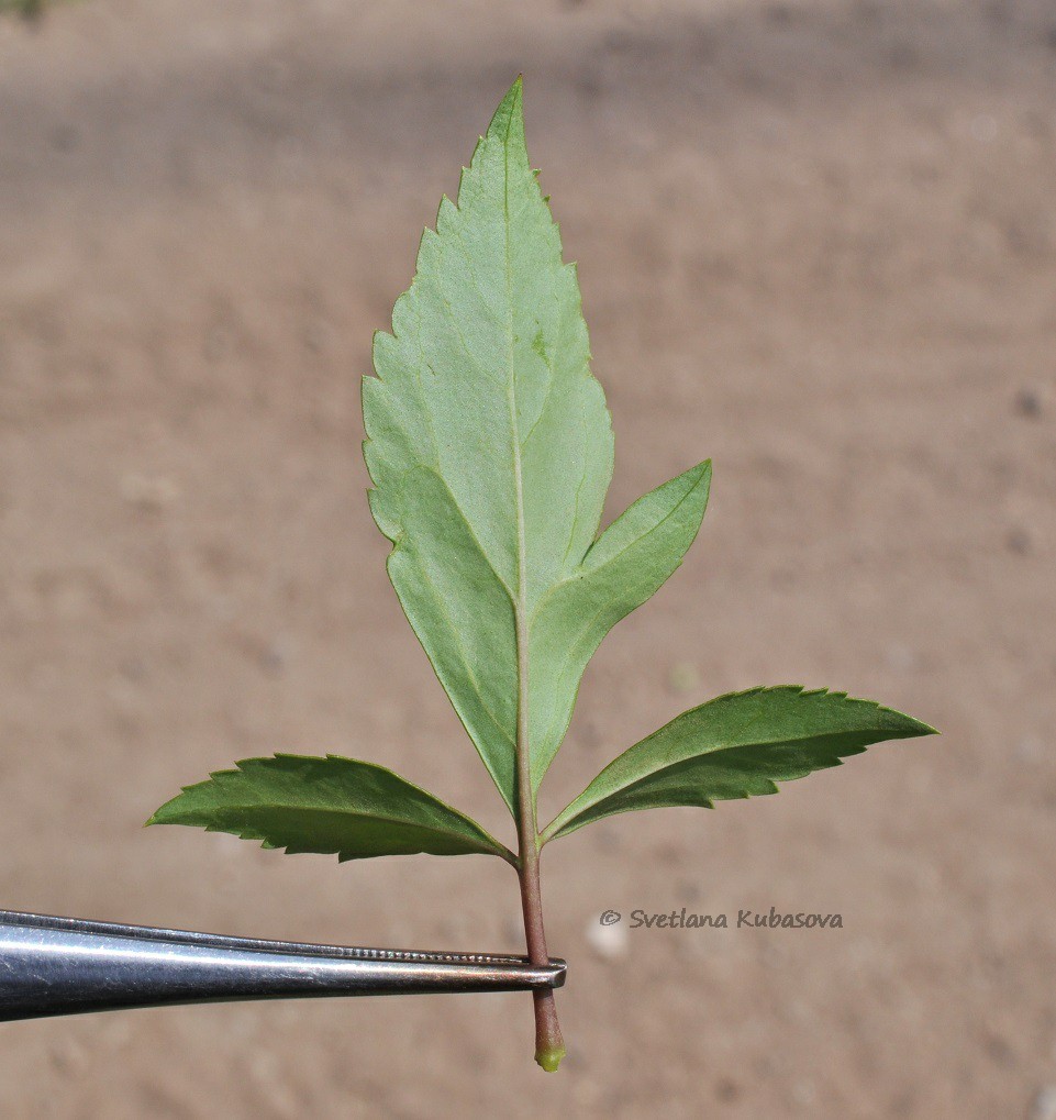 Image of Forsythia &times; intermedia specimen.