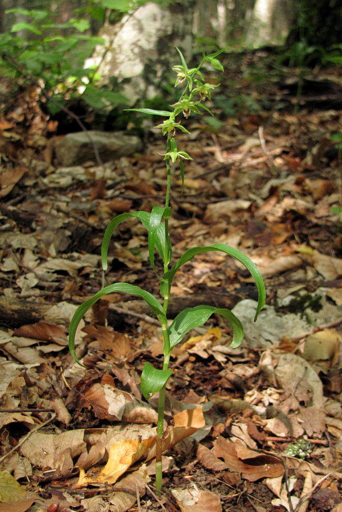 Image of Epipactis muelleri specimen.