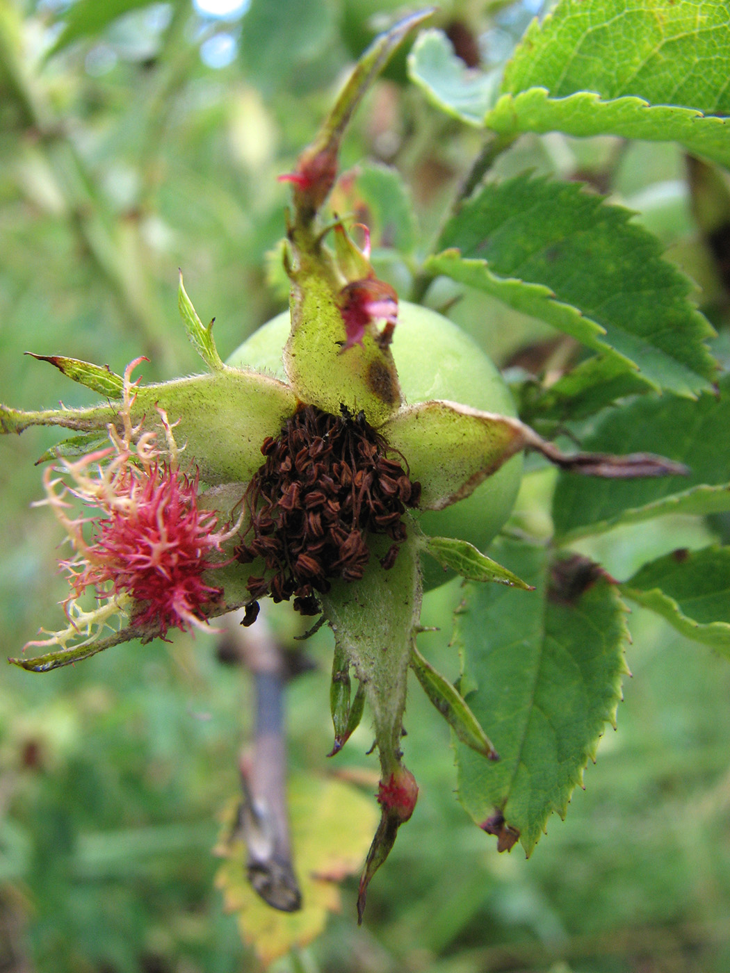 Изображение особи Rosa canina.