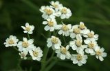 Achillea cartilaginea. Общее соцветие. Костромская обл., окраина г. Кострома, берег р. Солонка. 21.07.2016.