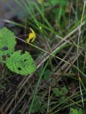 Utricularia × neglecta