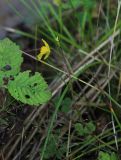 Utricularia australis