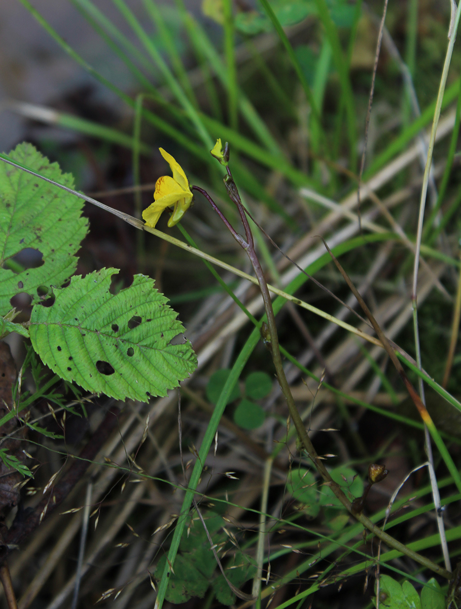 Изображение особи Utricularia australis.