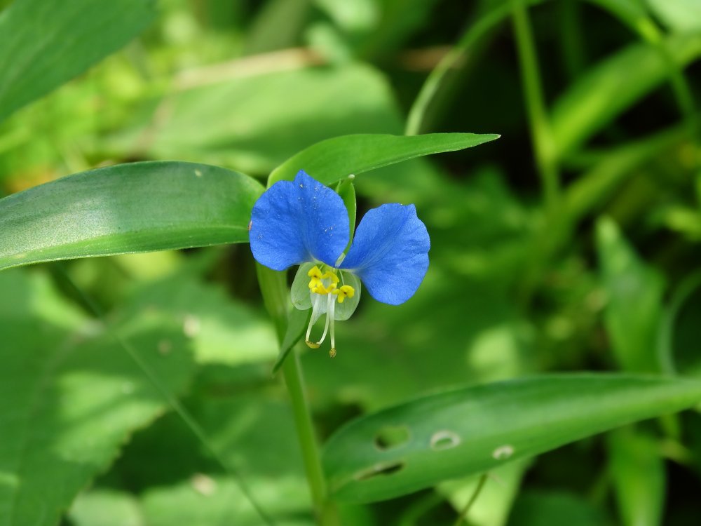 Изображение особи Commelina communis.