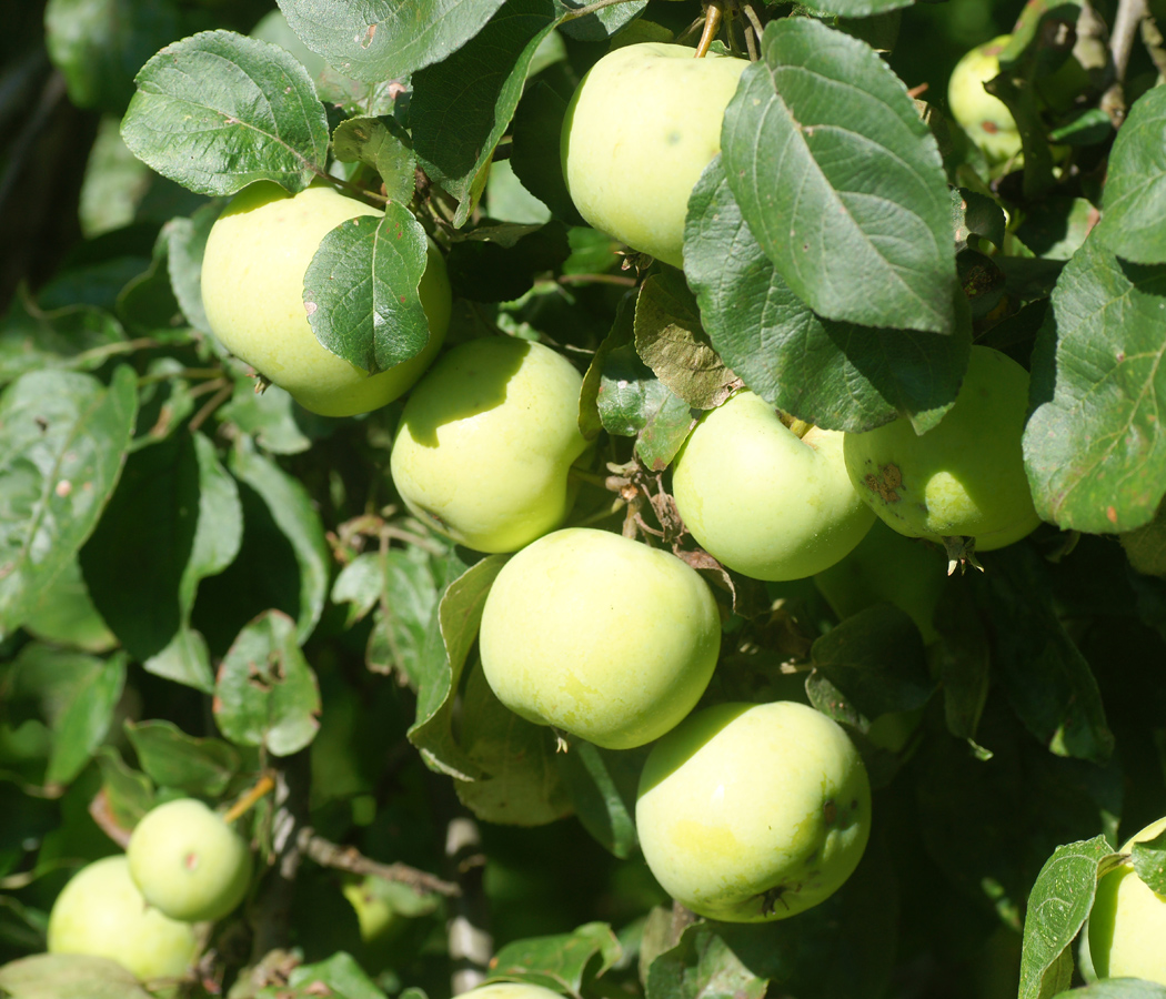 Изображение особи Malus domestica.