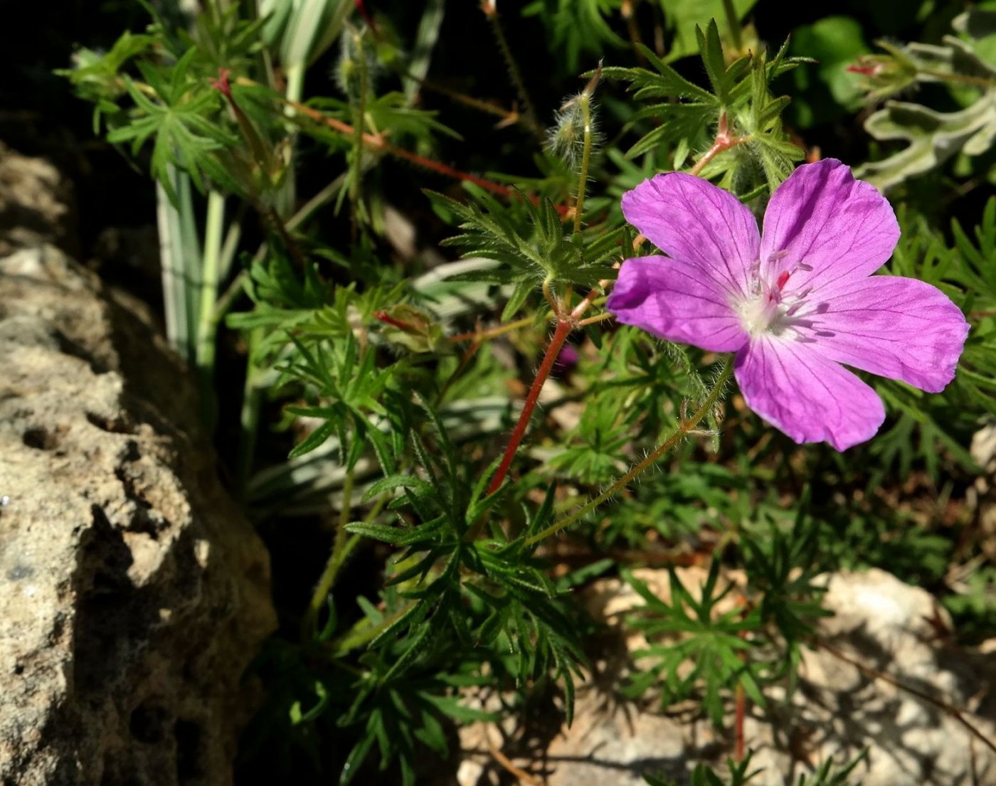 Изображение особи Geranium sanguineum.