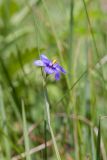 Sisyrinchium septentrionale. Верхушка побега с цветком. Псковская обл., Печорский р-н, Изборско-Мальская долина восточнее южной оконечности Мальского озера, обочина дороги через суходольный луг. 29.05.2016.