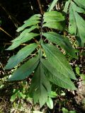 Serratula manshurica