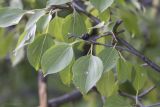 Rhamnus cathartica. Веточка с листьями и плодом. Саратов, Октябрьское ущелье. 17.08.2014.