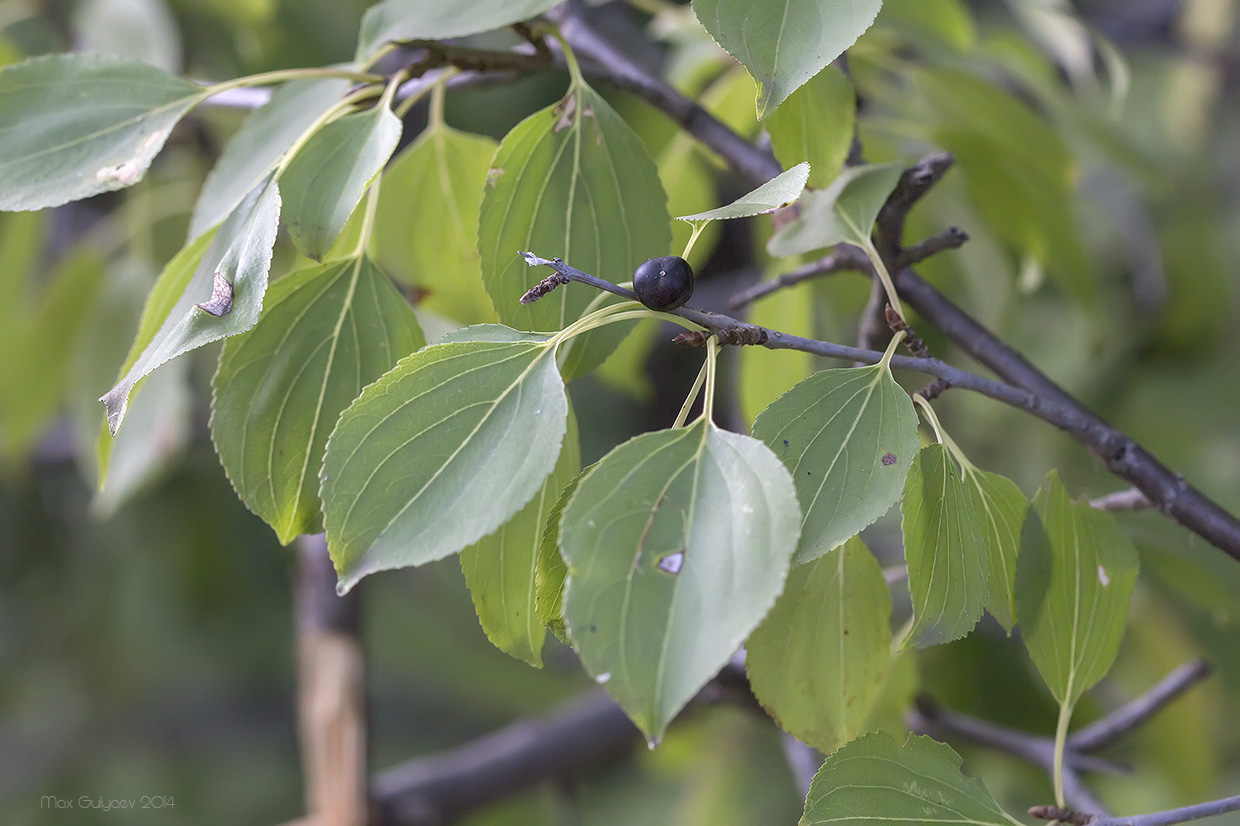 Image of Rhamnus cathartica specimen.