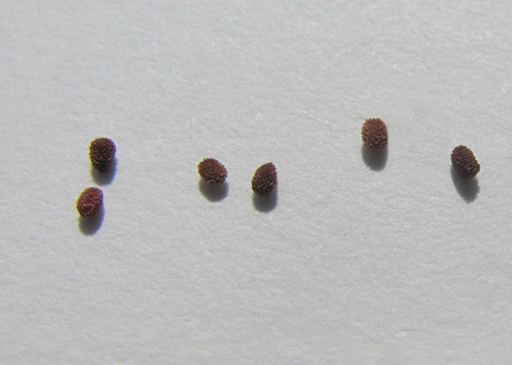 Image of Kickxia elatine specimen.