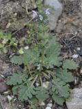 Salvia verbenaca