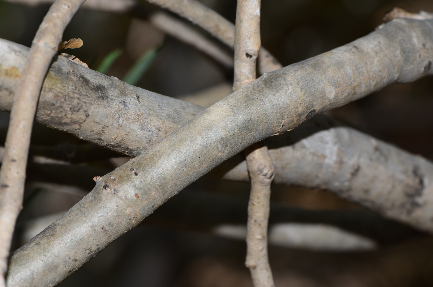 Image of Euphorbia balsamifera specimen.