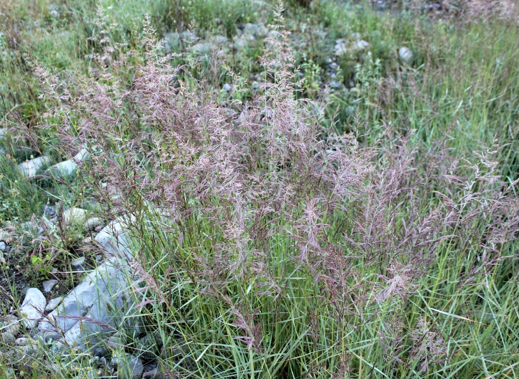 Image of genus Calamagrostis specimen.